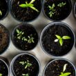 Zalety uprawy hydroponicznej – dlaczego warto wybrać rośliny hydroponiczne?